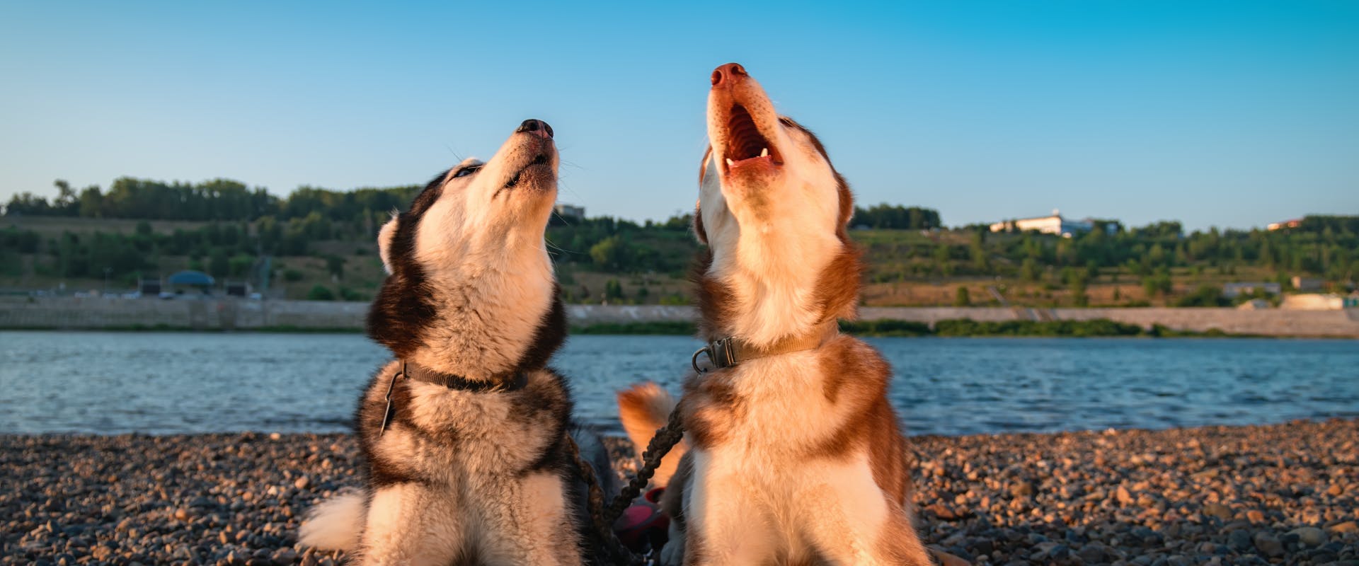 two huskies lying on a pebble beach both howling at the sky