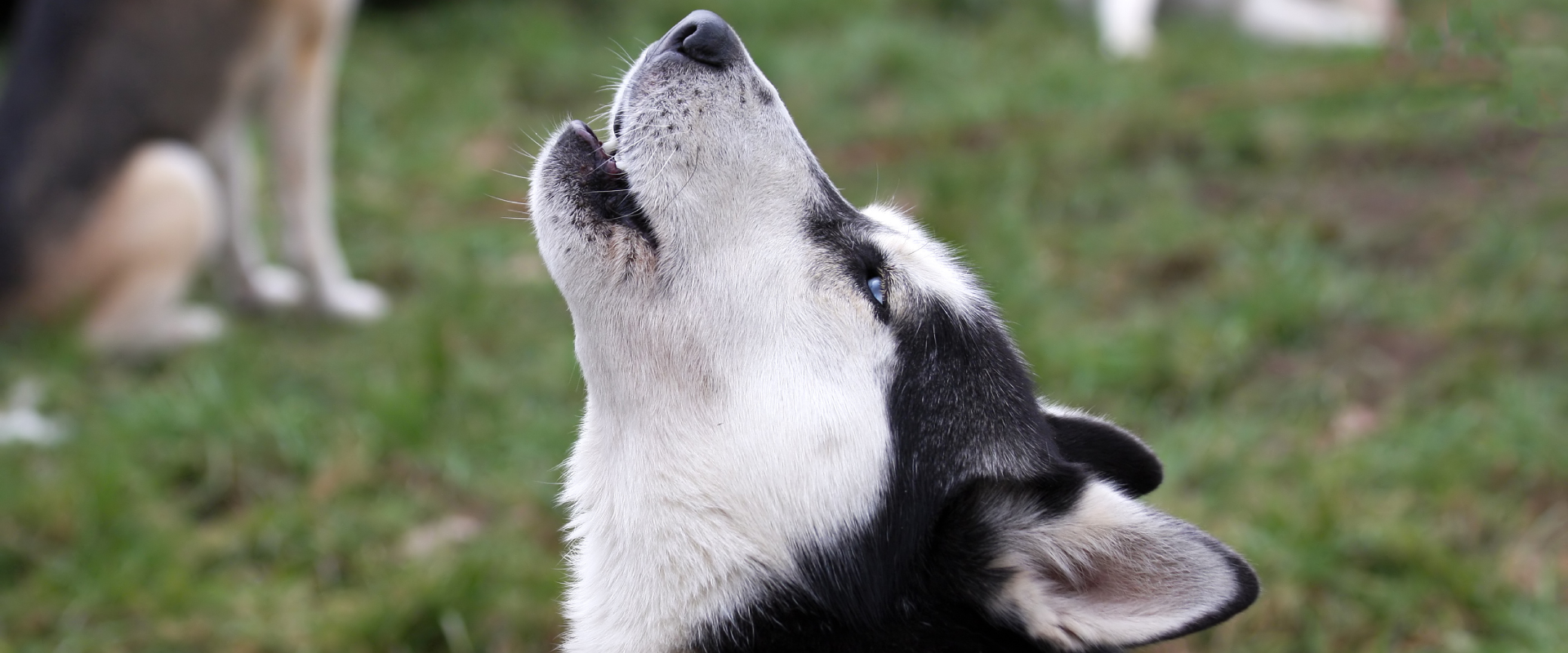 Why Is My Dog Howling? | TrustedHousesitters.com