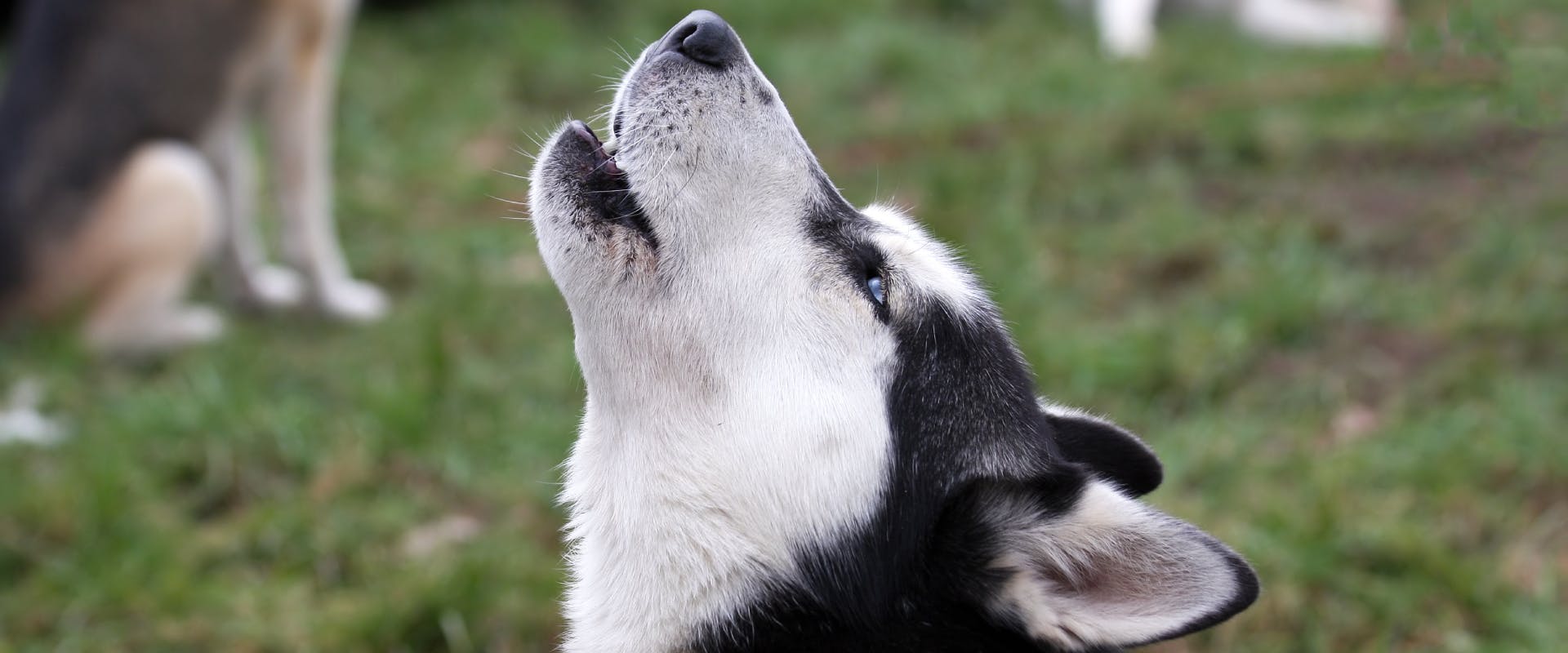 a close up of a husky's face in a park while it howls