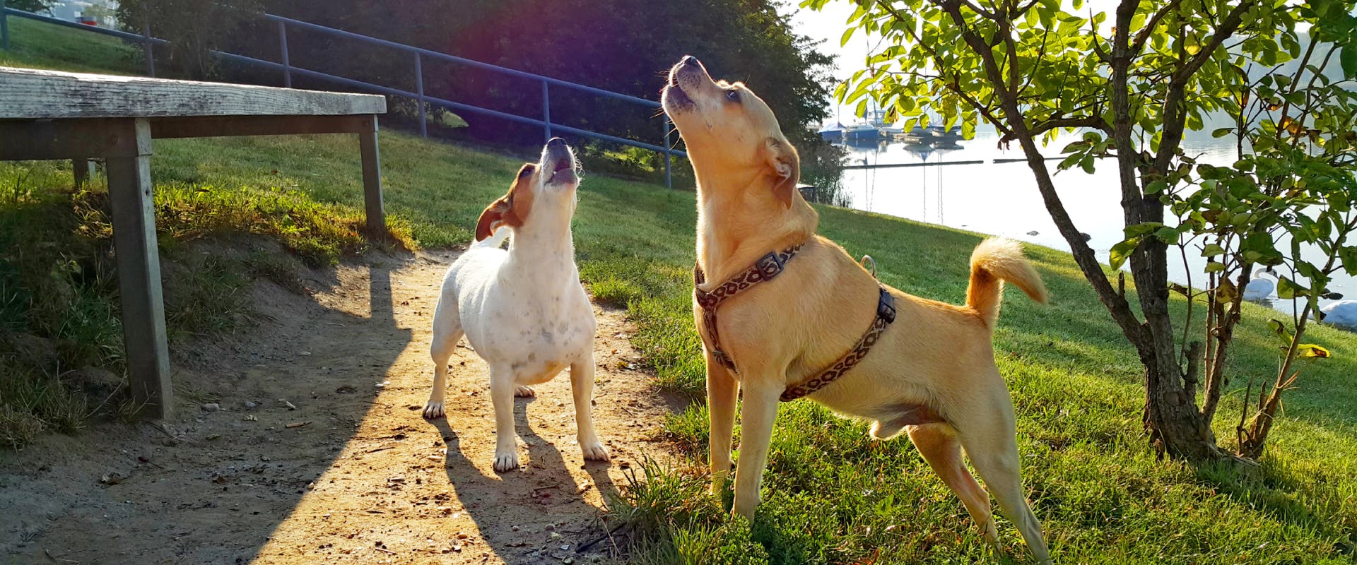 two small dogs in a park stood next to each other and both howling together