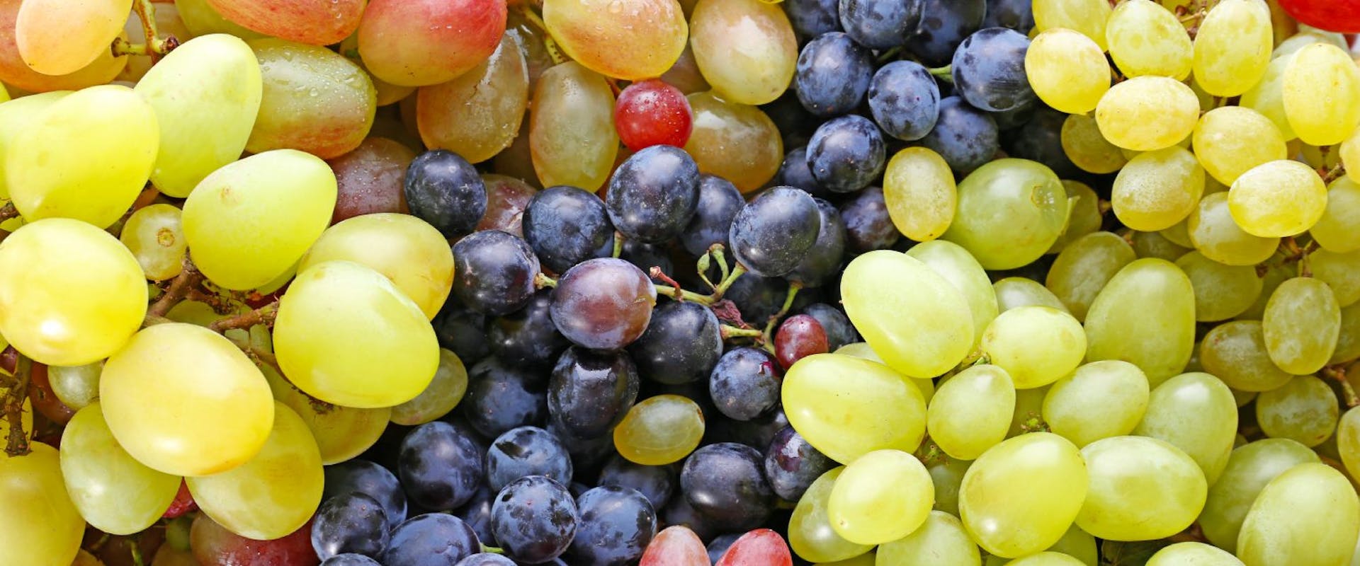 A selection of grapes from a grape vine.