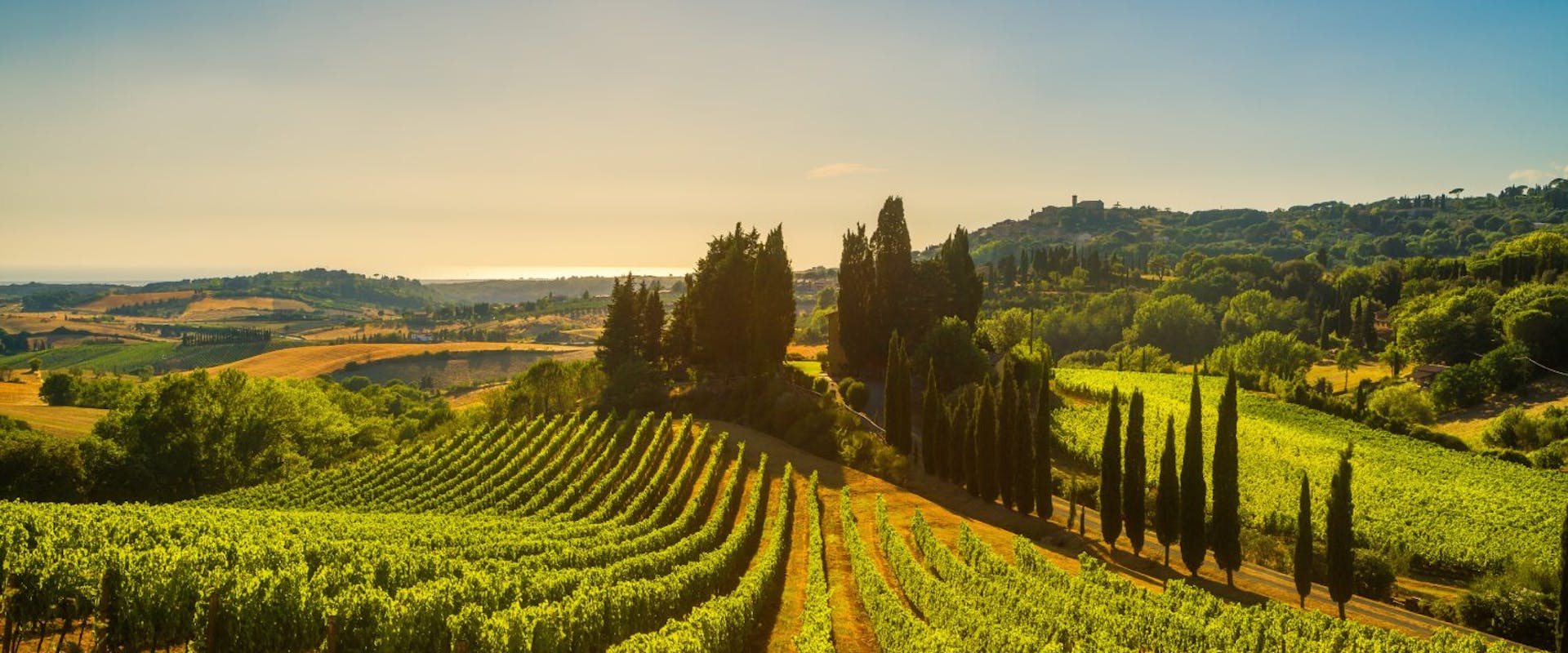A vineyard scene with grape vines.