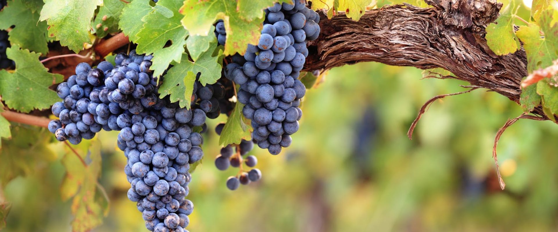 A grape vine with grapes.