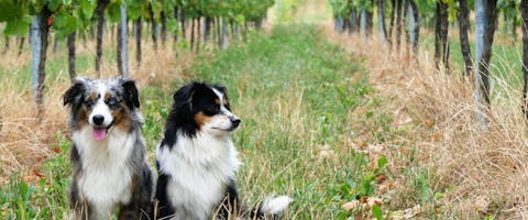 Two dogs sitting near grape vines in a vineyard.
