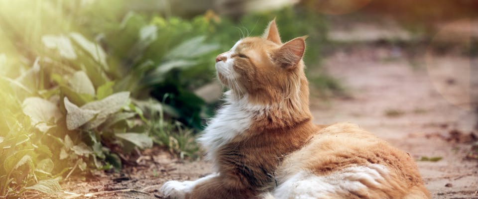 a long-haired white and ginger cat lying on a dirt path with its head raised towards rays of sunshine