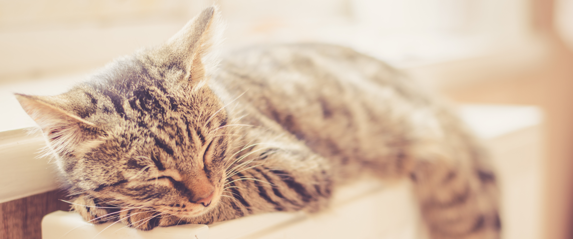 Cat Body Temperature What's Hot And What's Not