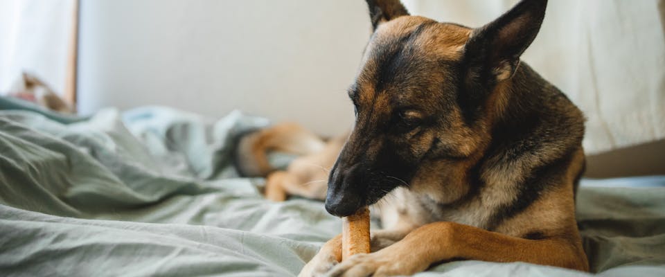 a german shepherd lying on a pastel green bed sheet while chewing on a dietary supplement held between its paws