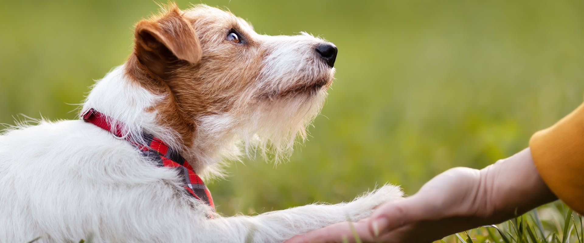 a jack russell lying on some grass looking up at a person with a paw resting on the person's outstretched hand