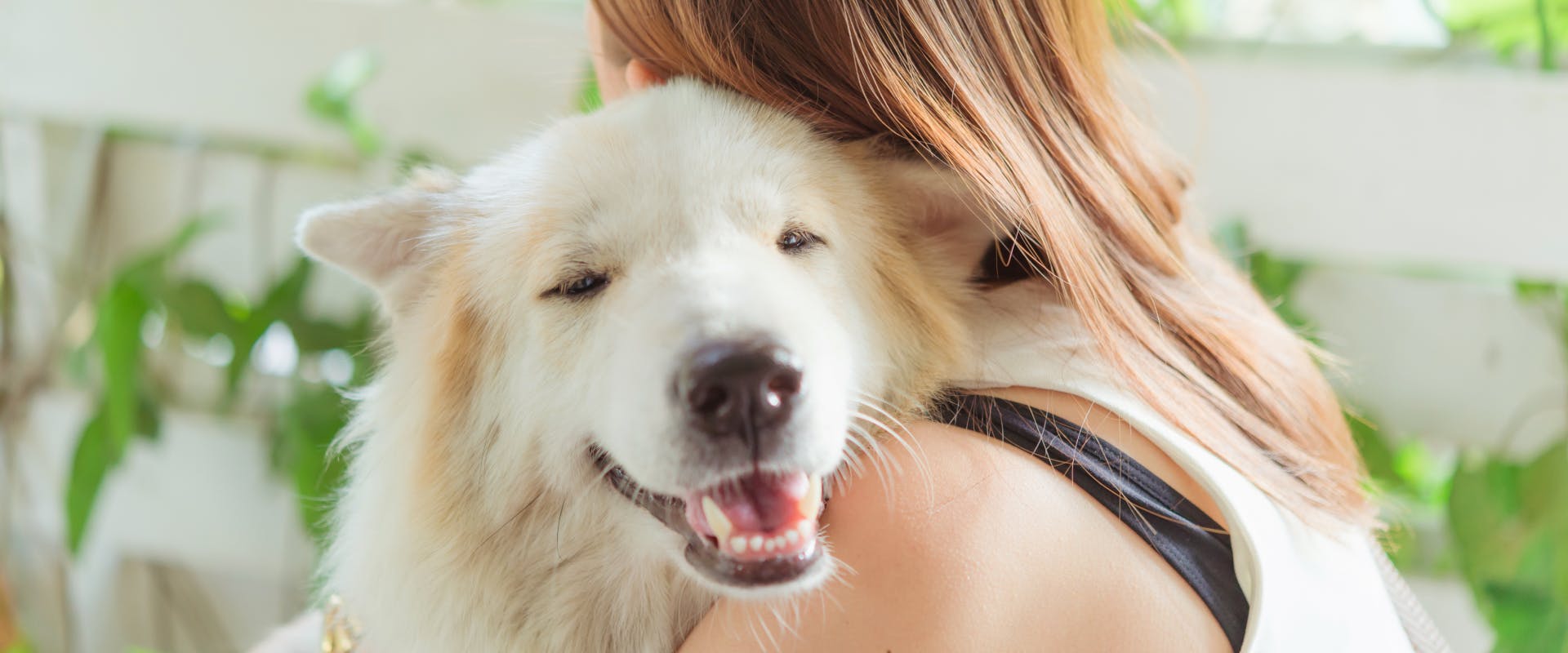 a samoyed resting its head on a person's shoulder with its eyes closed while its given a hug
