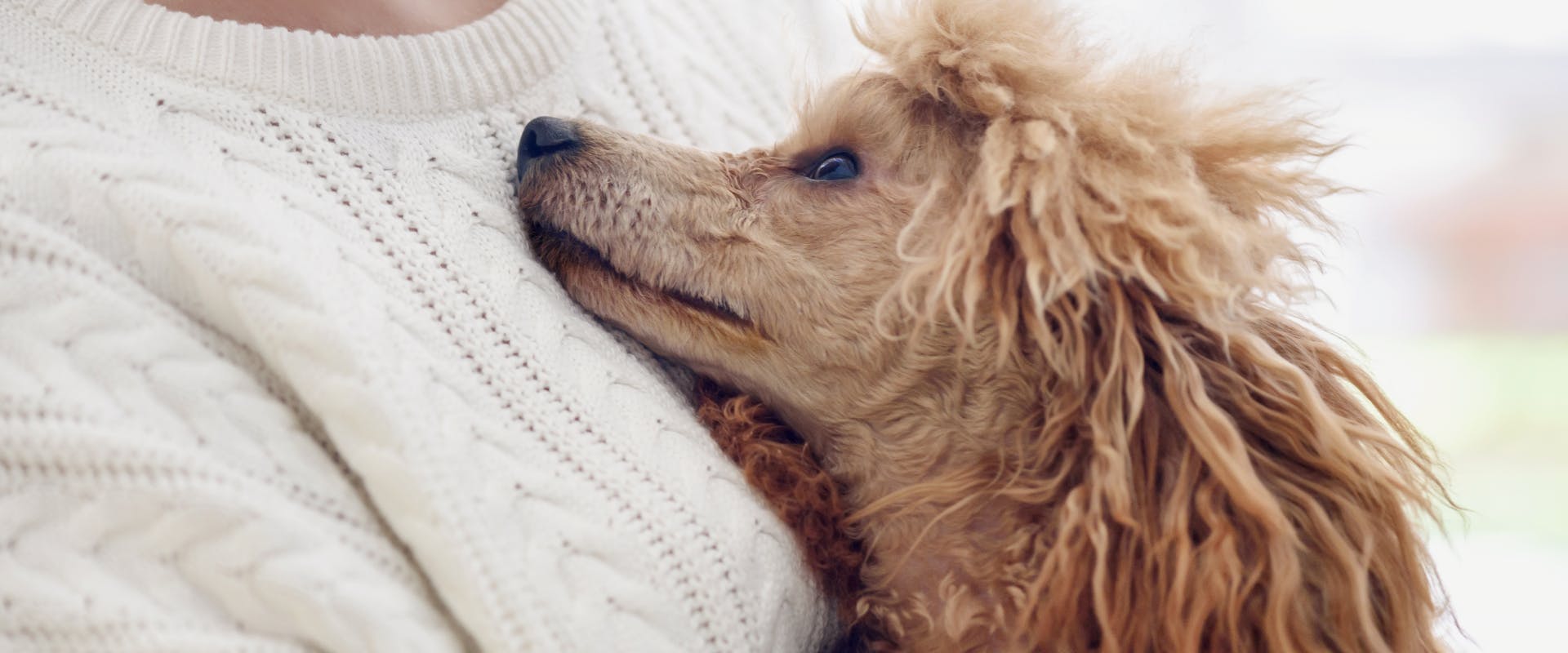 a poodle mix looking up at a person wearing a white sweater while resting its head on their chest