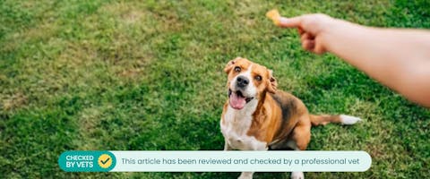 A Beagle looks up at a diabetic dog treat.