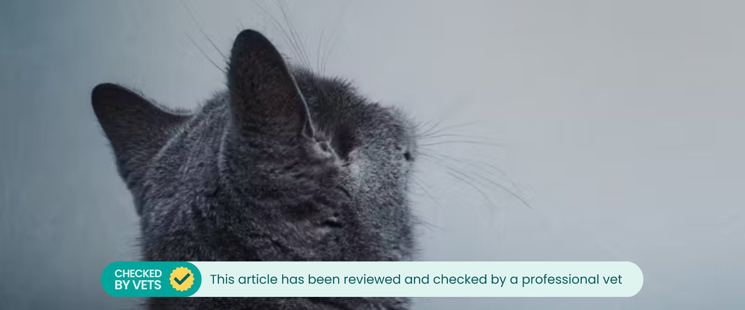 A cat staring at wall.