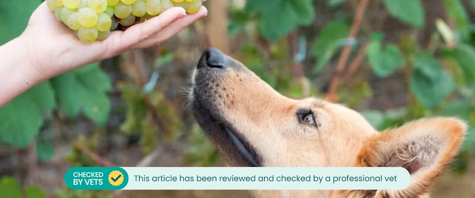 A dog sniffs some grapes, one of the top pet care hazards.