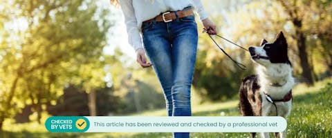 Pet parent walking their dog