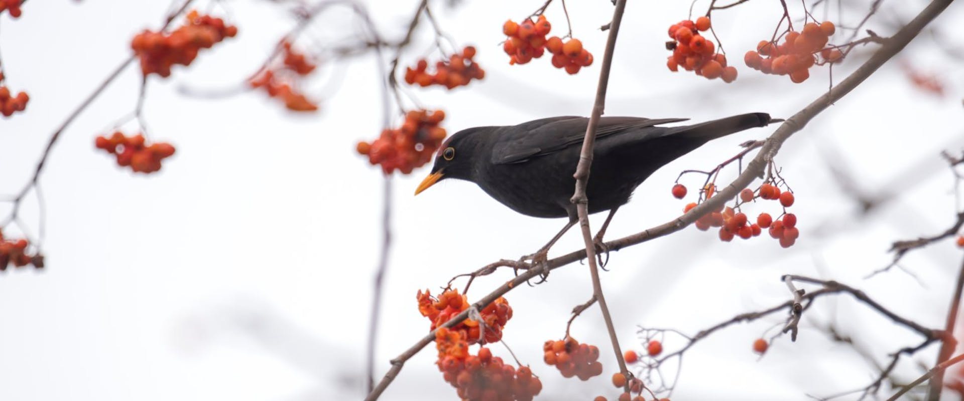 A bird sitting on a Rowan tree in winter with red berries.