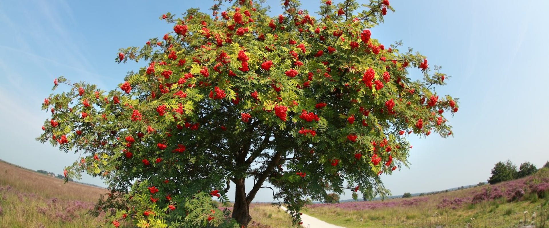 A Rowan tree with red berries.