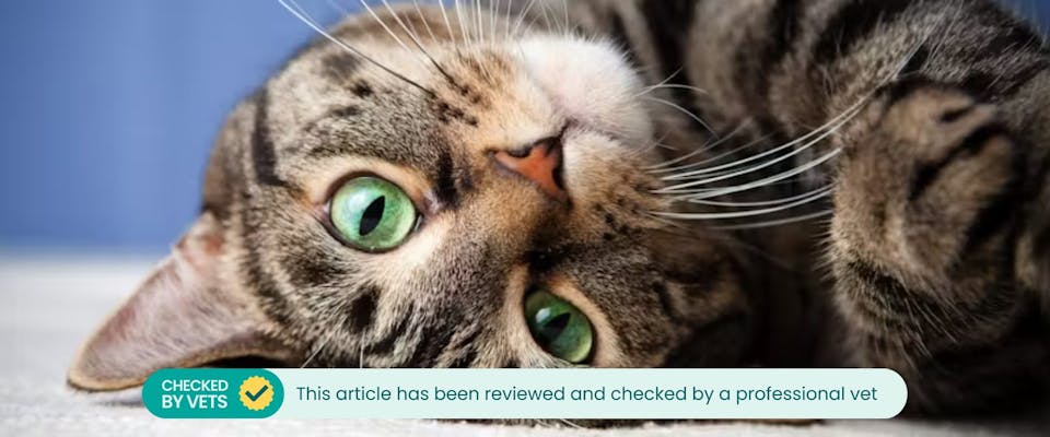 7 Tailless Cat Breeds: A Guide On Rumpy Risers | TrustedHousesitters.com