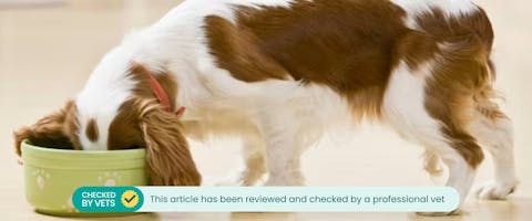 Dog eating from a bowl.