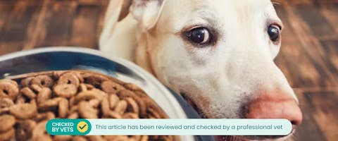 A close up of a dog's face looking over at his food bowl