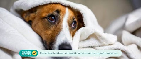 Nervous Jack Russell under a blanket