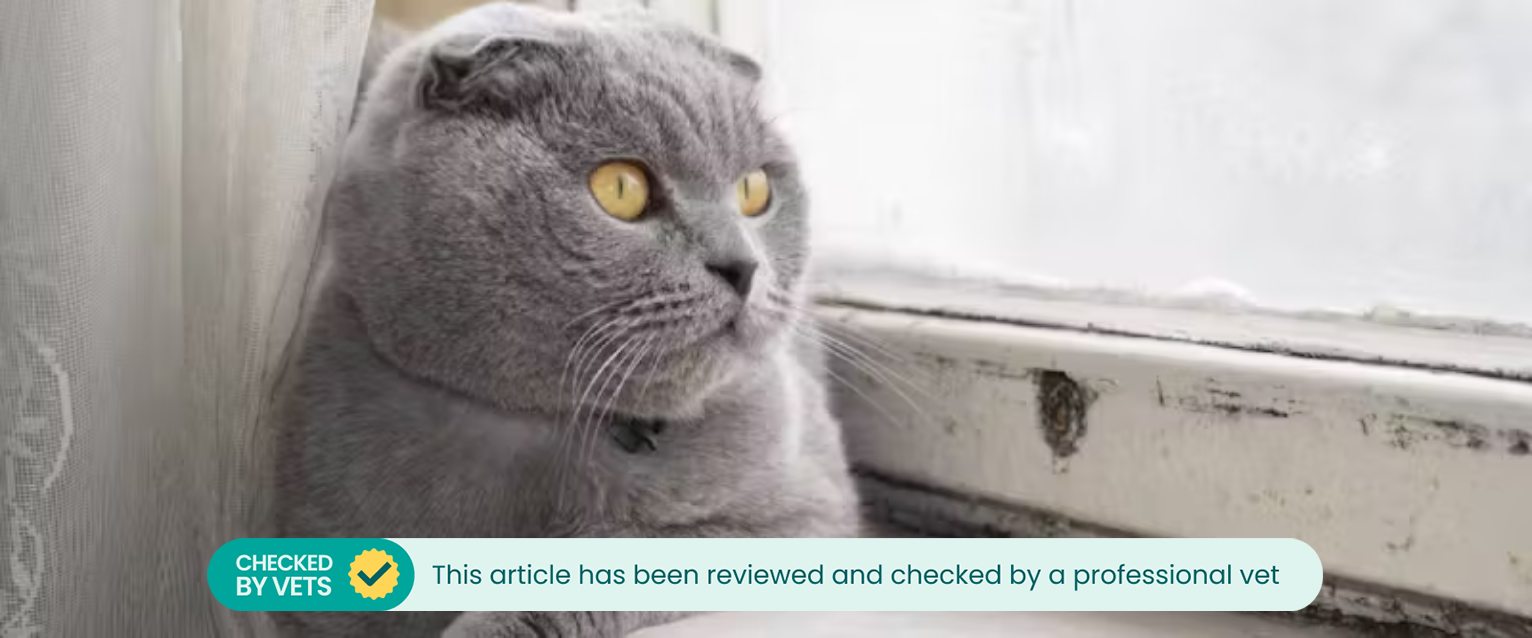 British Shorthair looking out the window