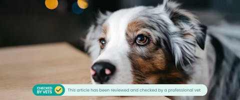 A dog with its head resting on a table, staring intently
