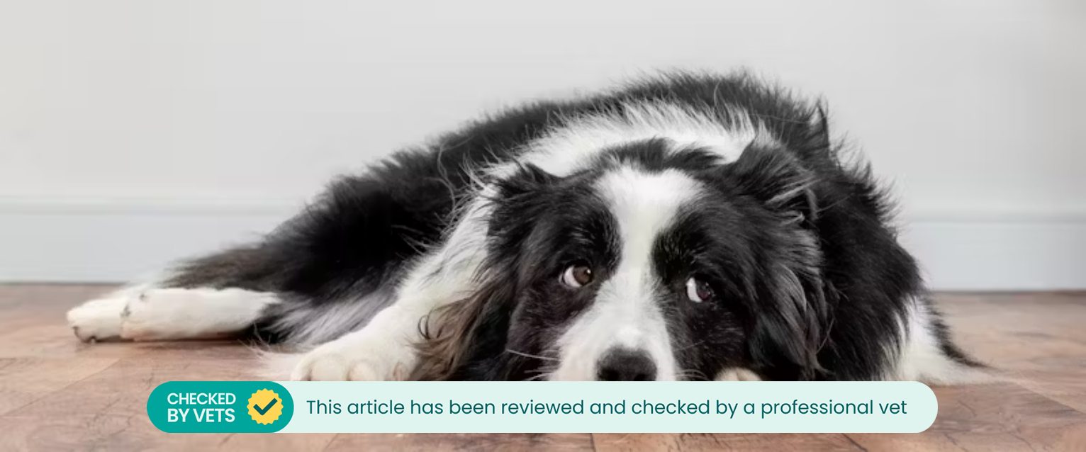 A dog lies on the floor.