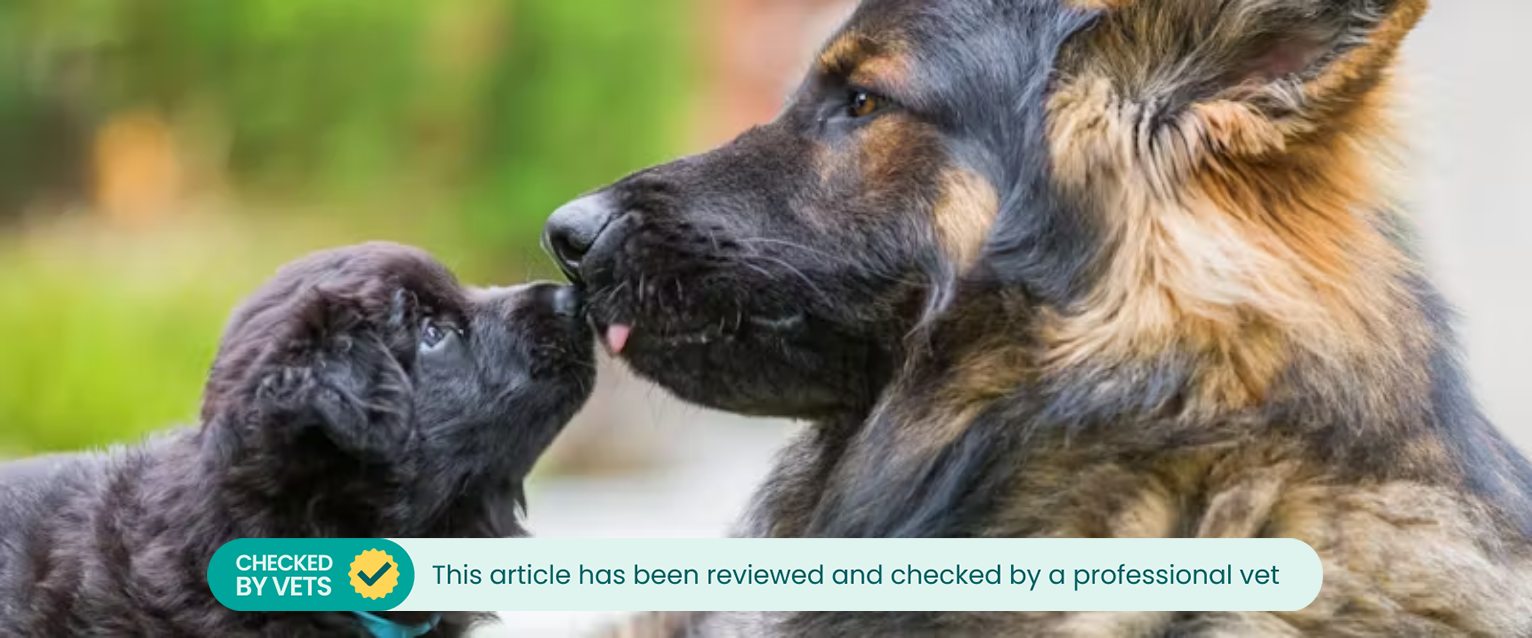 An adult dog licks the nose of a young puppy.