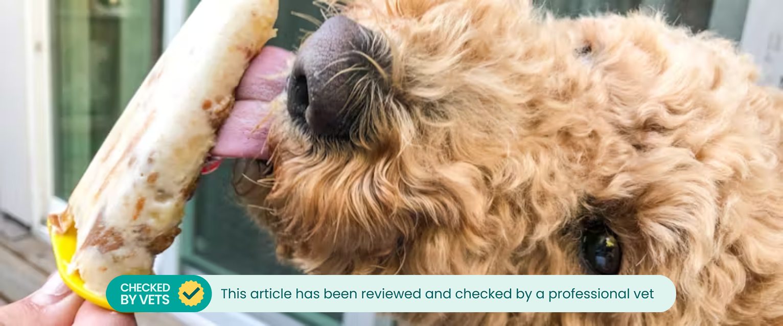 A dog licks a dog friendly ice cream.