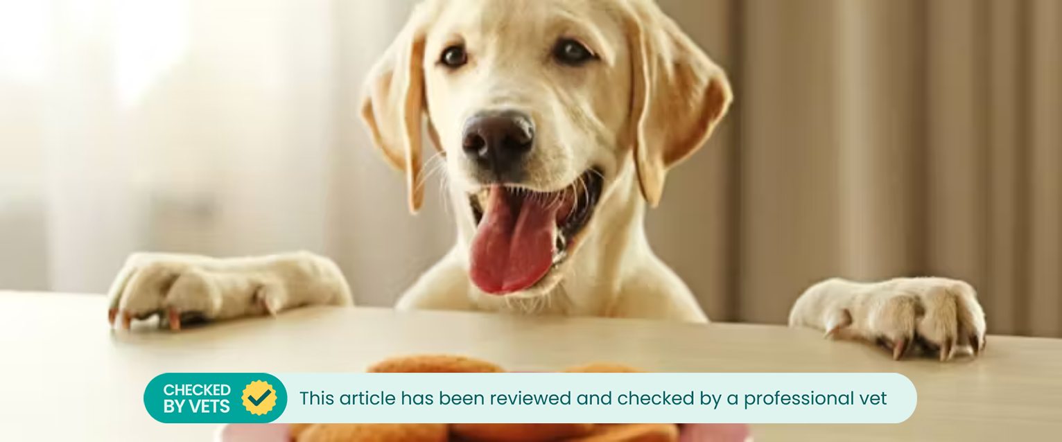 A dog looking at some cookies on the table.