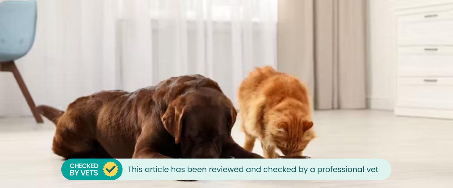 a chocolate labrador lying down with its face in a blue food bowl next a long-haired ginger cat eating out of a red food bowl