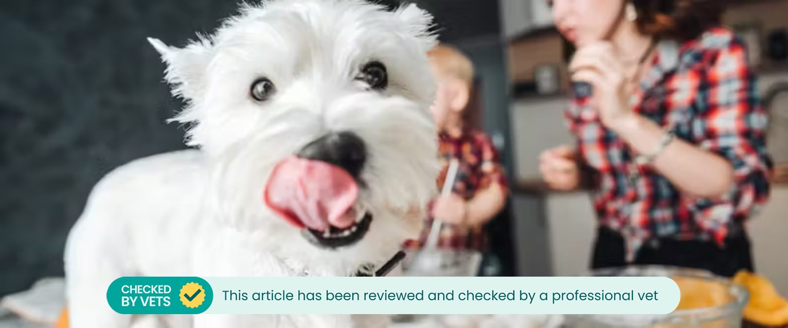 A dog standing on a kitchen worktop licking its lips, people in the background baking