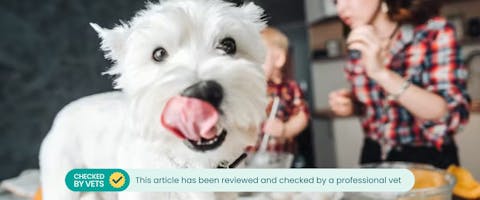 A dog standing on a kitchen worktop licking its lips, people in the background baking