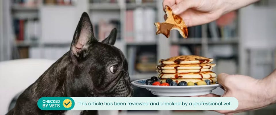 French Bulldog sniffing a stack of pancakes