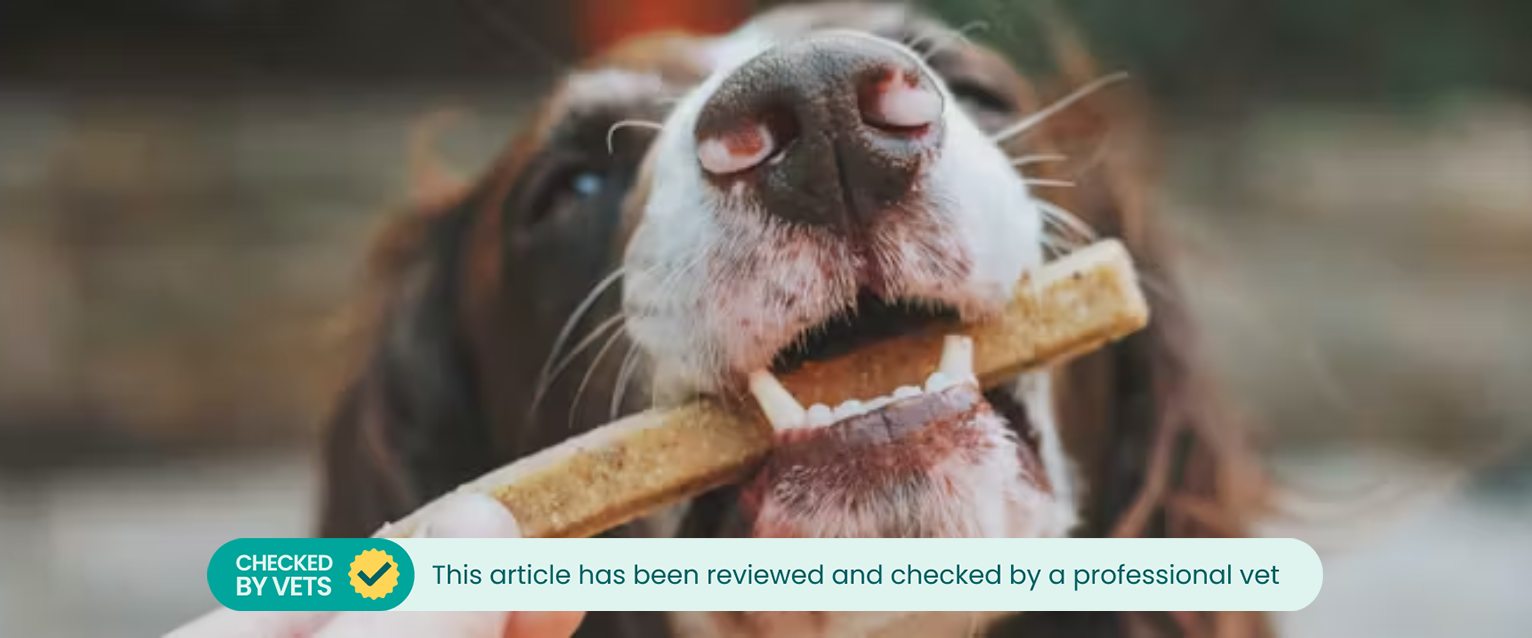 dog eating a homemade dog treat