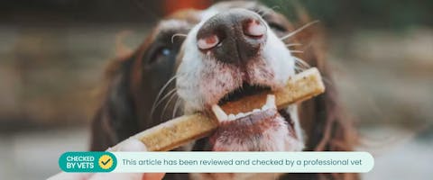 dog eating a homemade dog treat