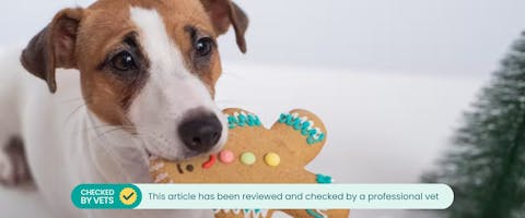 A dog carrying some gingerbread dog christmas cookies.