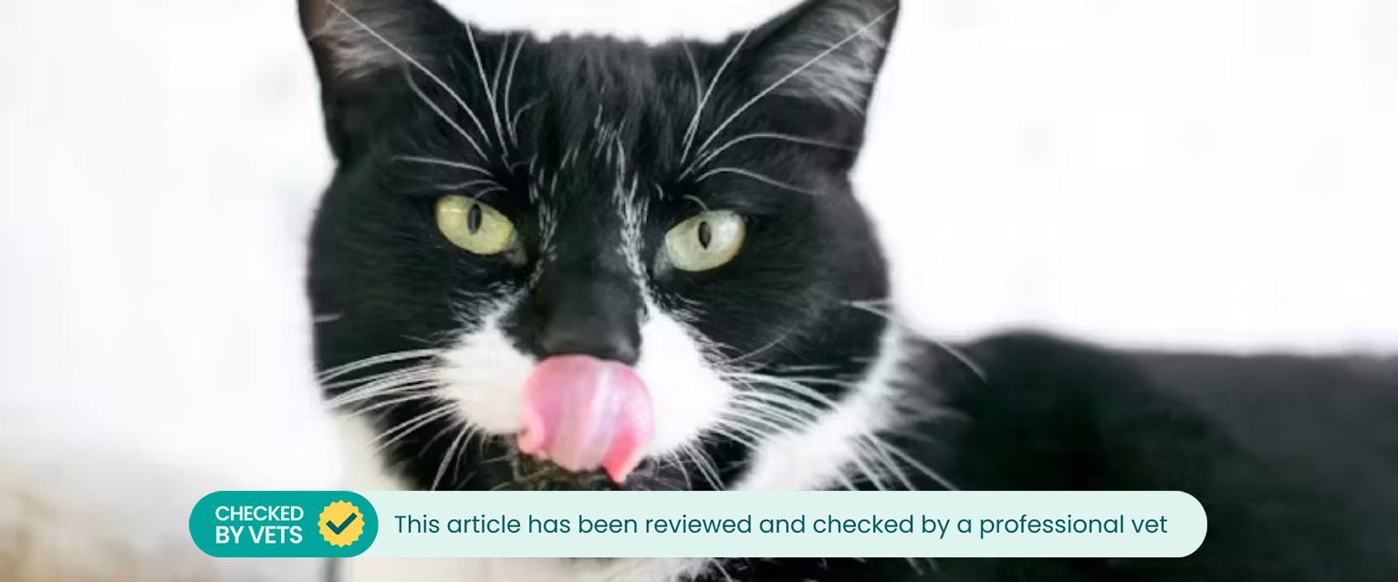 Tuxedo shorthair cat licking its lips