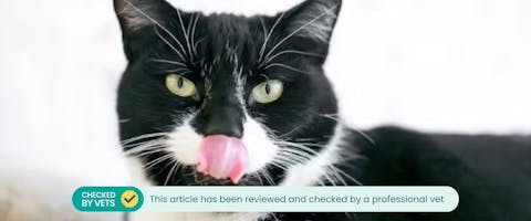 Tuxedo shorthair cat licking its lips