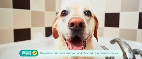 A happy looking dog having a bath in the tub