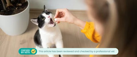 A cat opening its mouth wide as its owner feeds it a treat