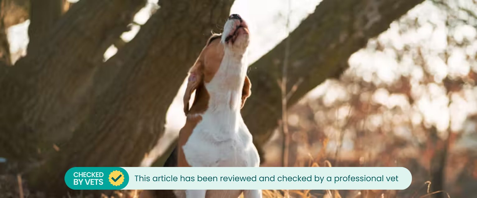 a beagle howling next to a large treeing and sitting in a pile of dead leaves