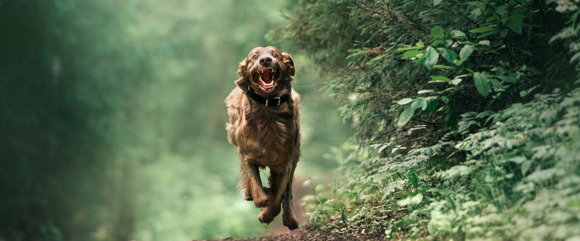 a large fluffy brown dog running along a woodland path surrounded by green leaves and bushes