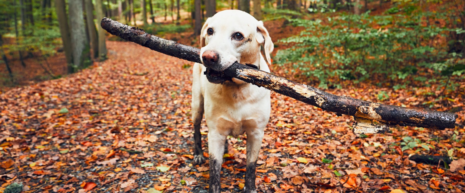 a labrador with a huge muddy stick in its mouth with muddy paws stood on a forest path covered in dead leaves