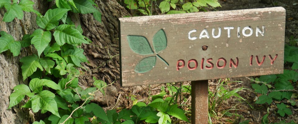 a warn wooden sign next to a poison ivy plant with 'caution poison ivy' carved into it
