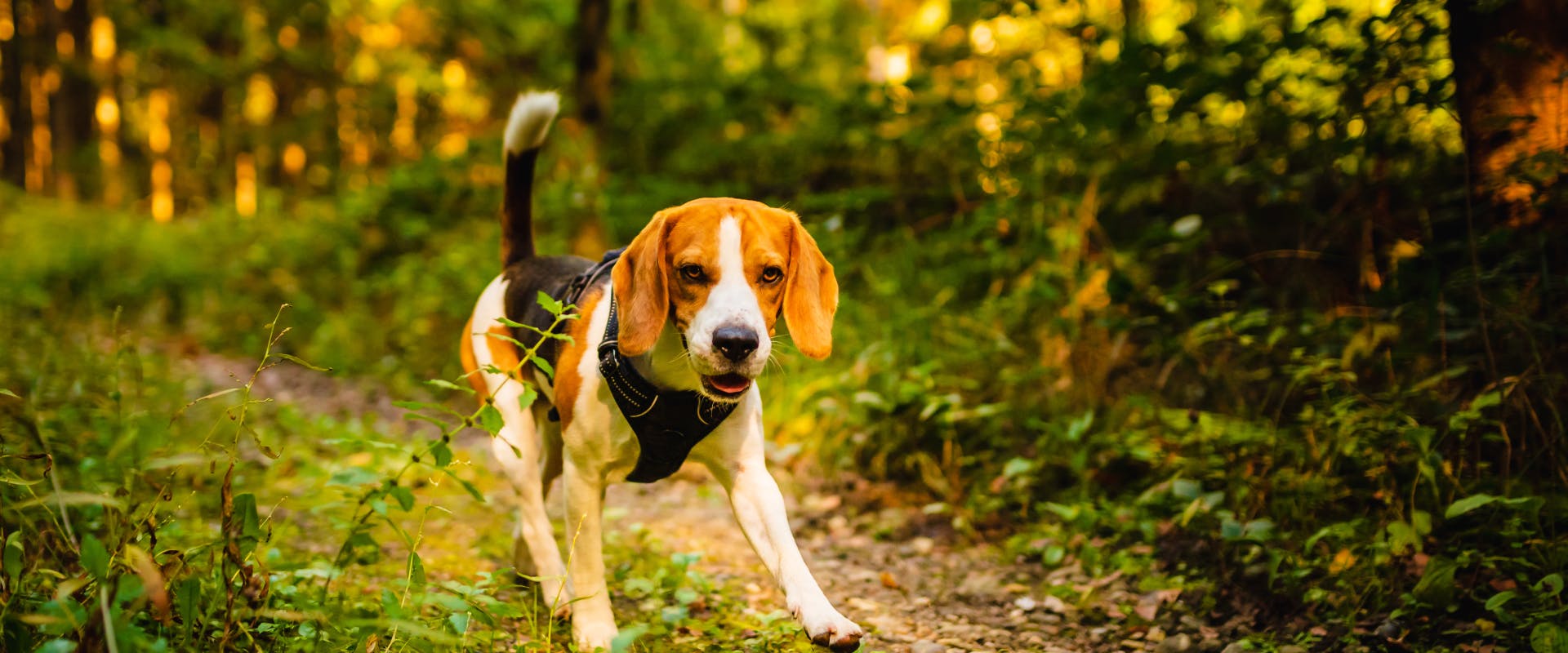 a beagle in a black harness walking along a woodland path next to lots of green plants