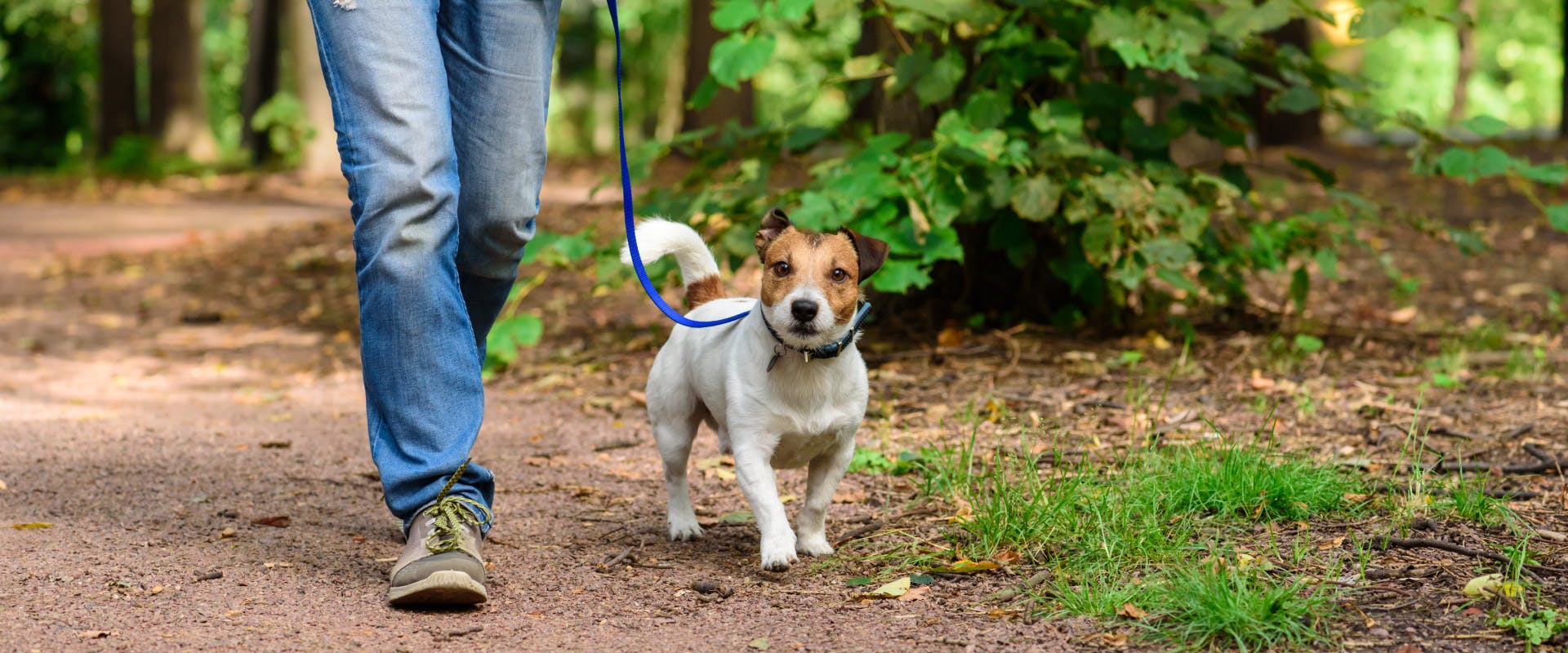 a jack russell on a walk on a woodland path with a blue leash next to a person wearing jeans