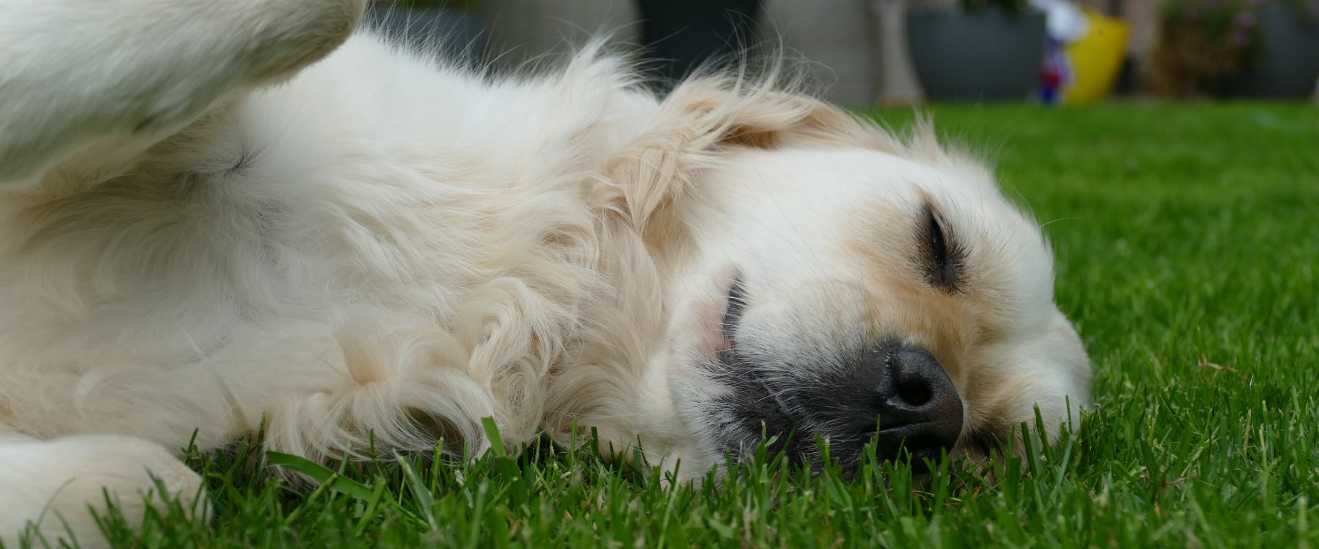 a golden retriever sleeping on its side on a grassy lawn