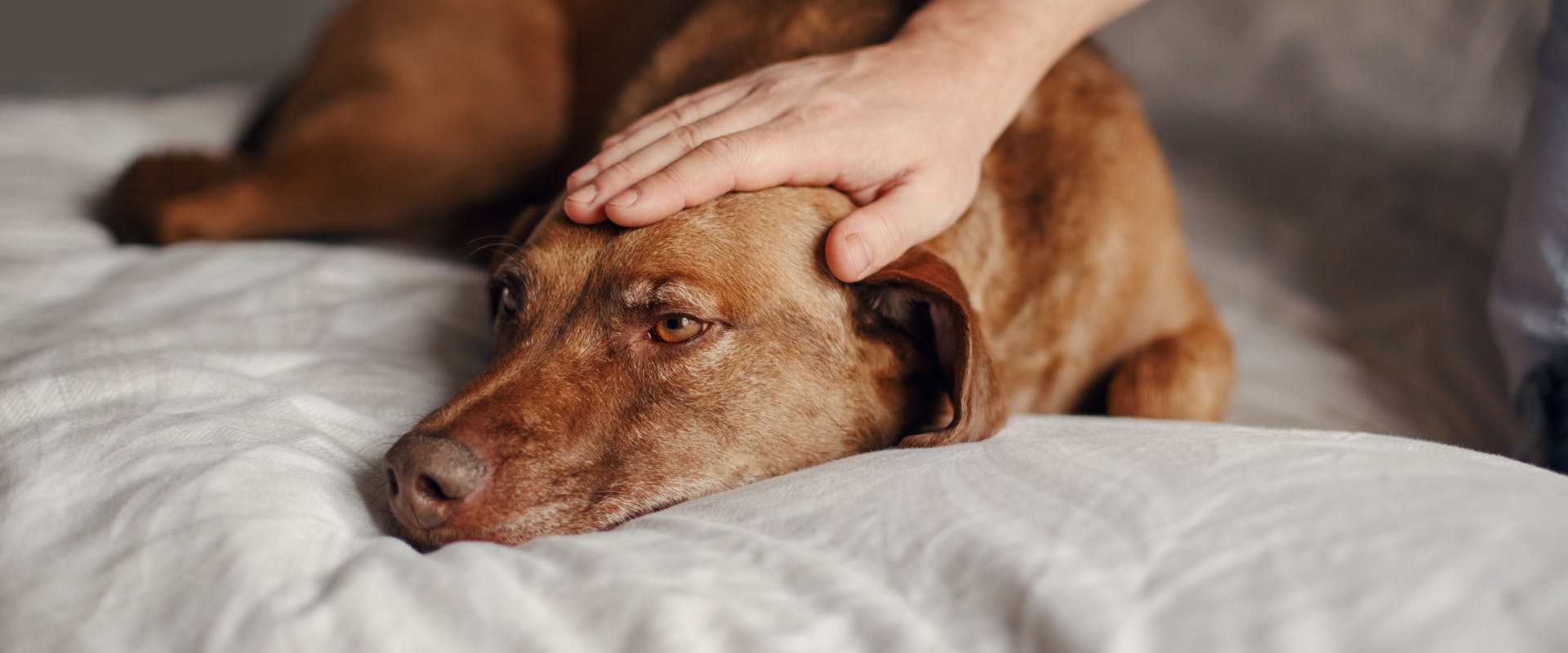 a brown dog lying on a gray duvet while a person pat's their head