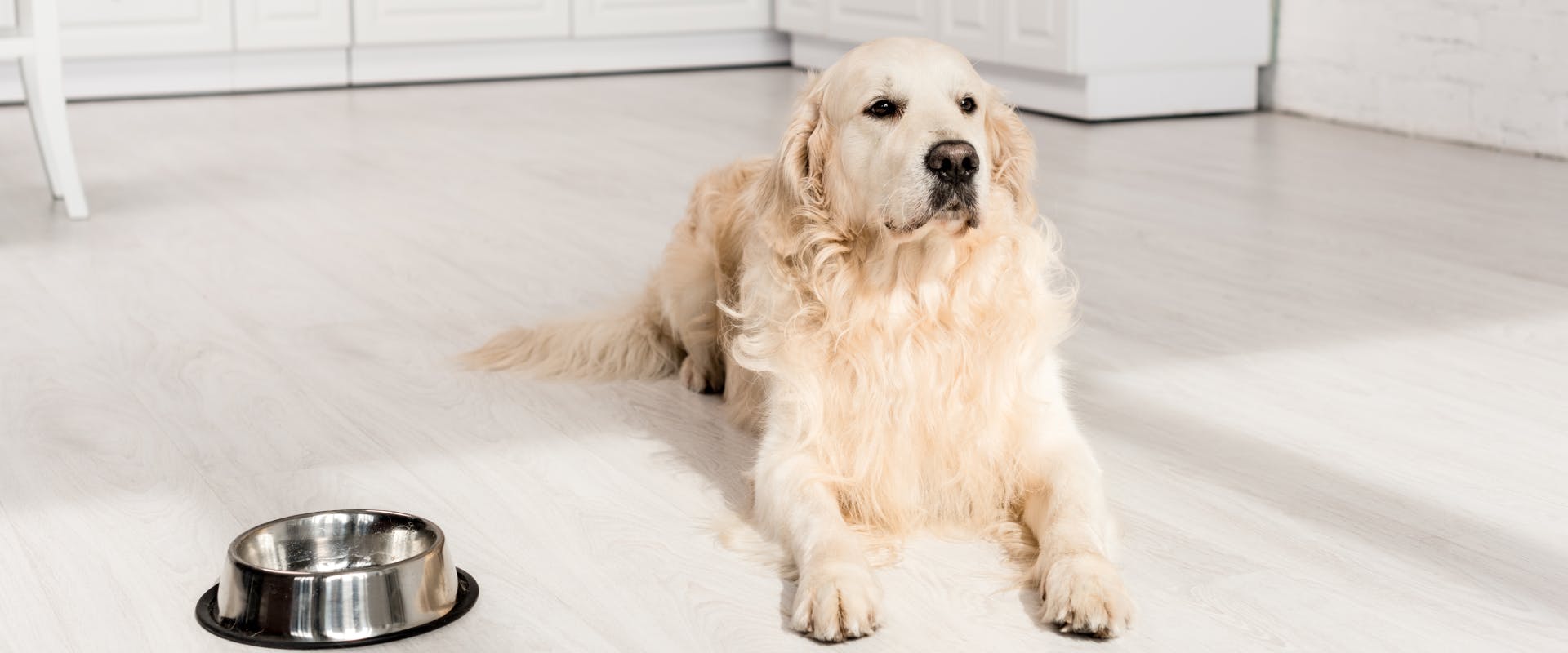 a golden retriever sat up while lying on its stomach on a wooden kitchen floor next to an empty silver dog bowl